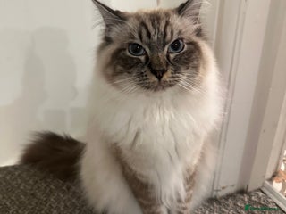 Ragdoll cats - Advert 1