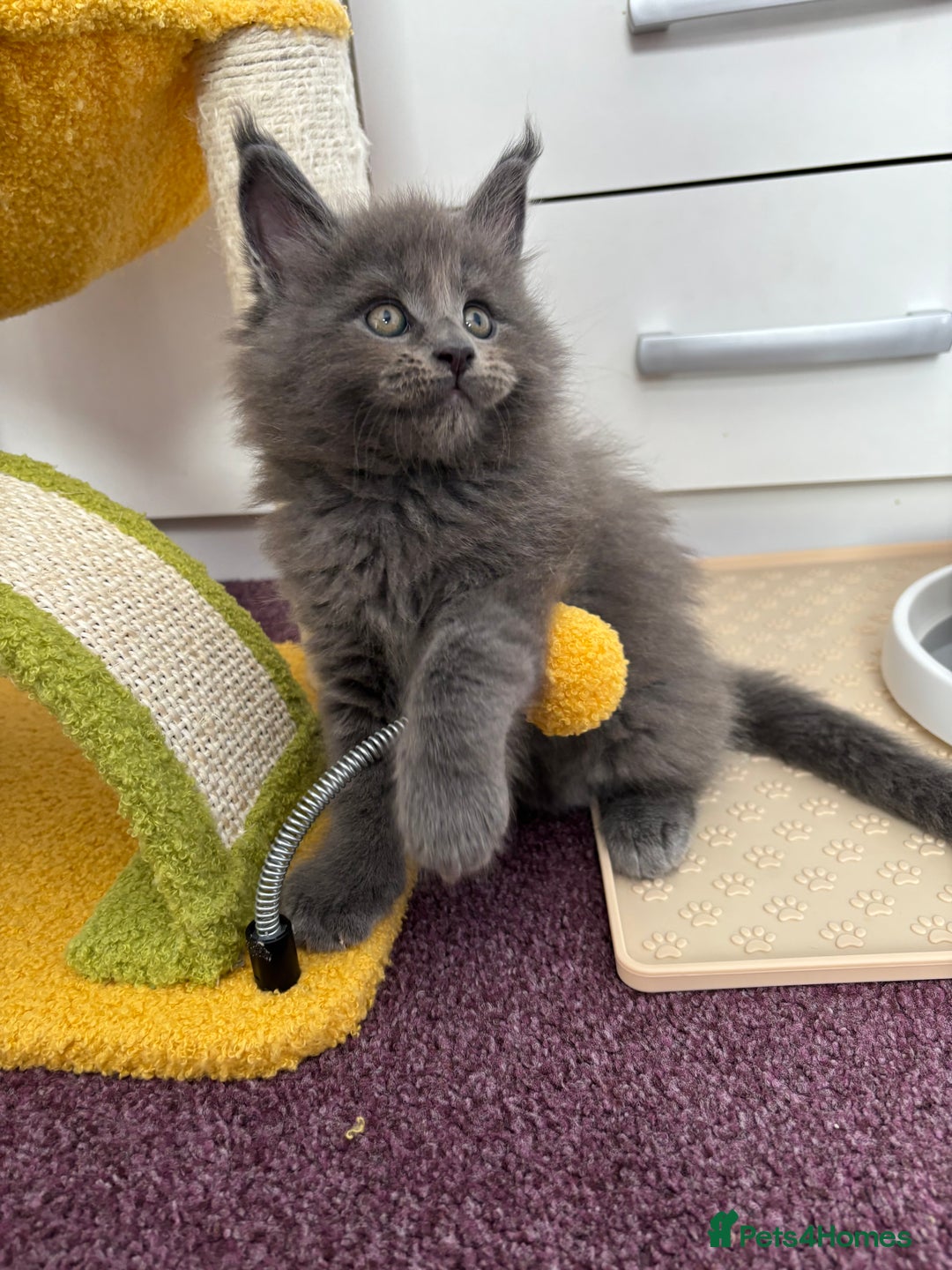 Maine Coon cats for sale: ✨7 Pure Bred Maine Coon Kittens✨ - Image 14