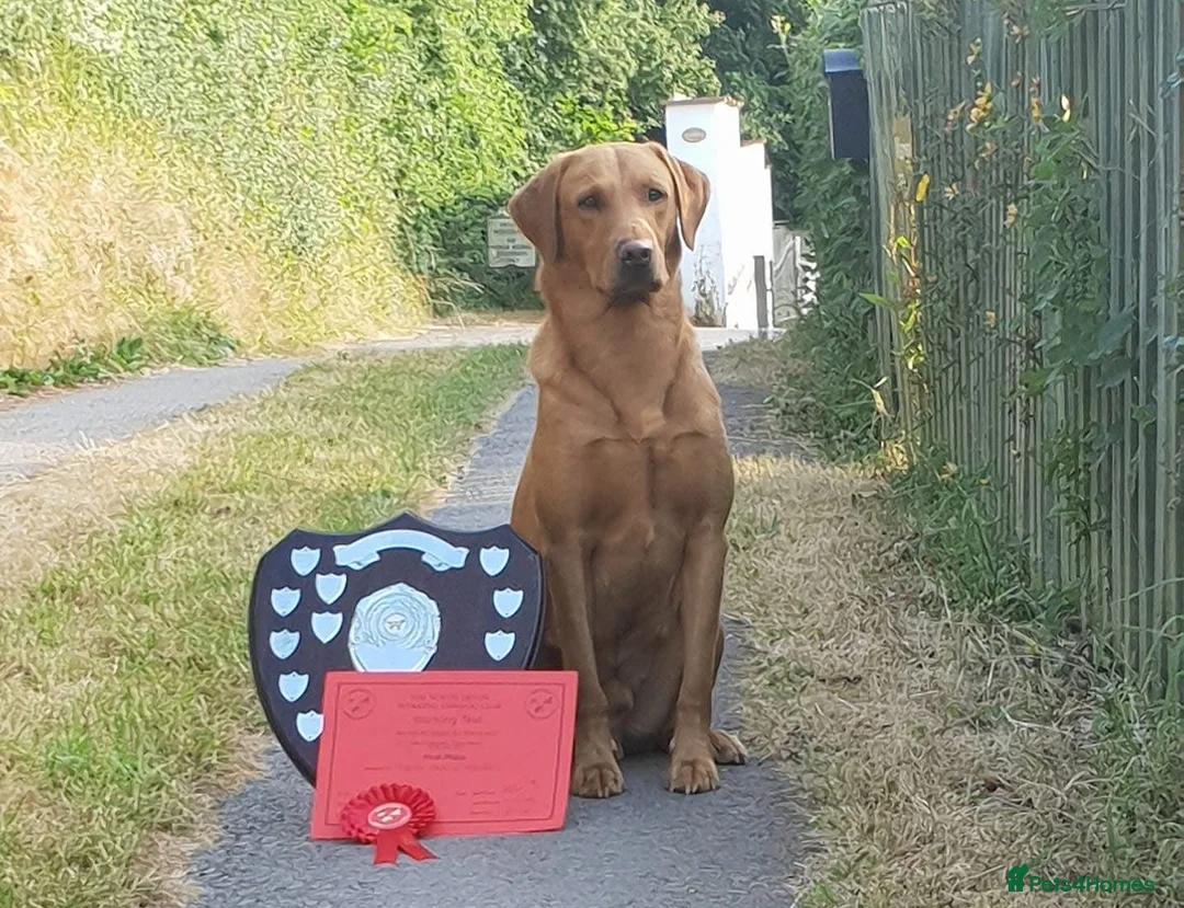 Labrador Retriever dogs for sale: Fox Red Labrador Puppies - Advert 12
