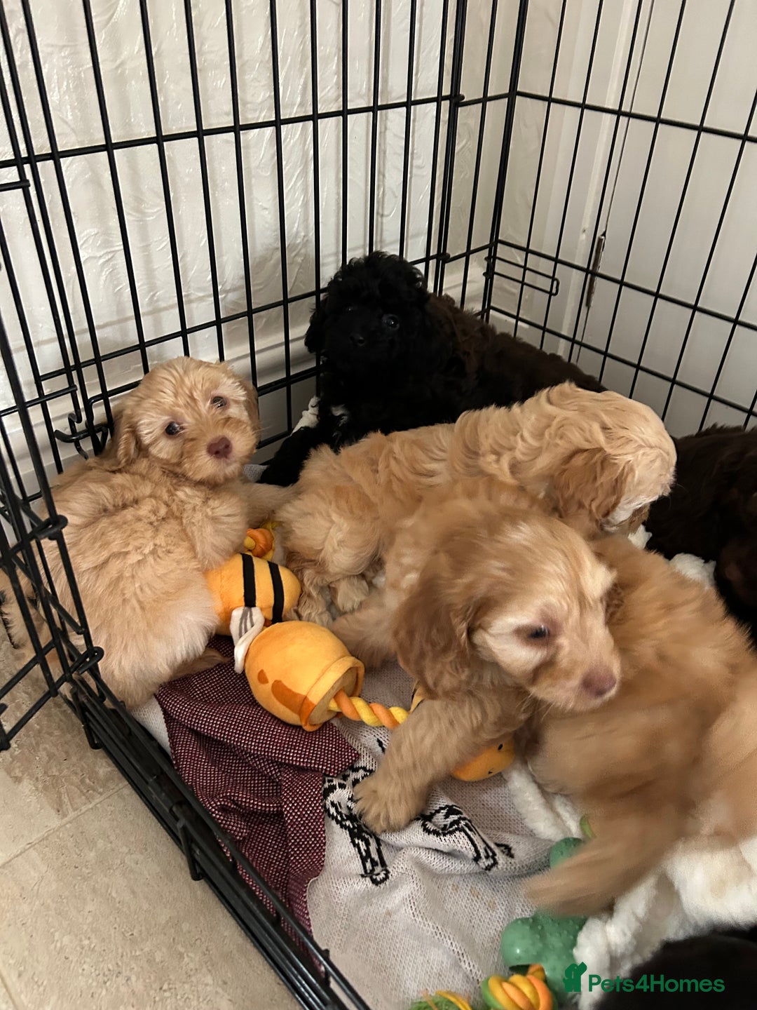 Cockapoo dogs for sale:  Cockapoo puppies  - Image 35