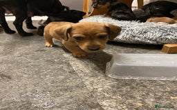 Mixed Breed dogs for sale: Dachshund cross Patterdale - Image 8