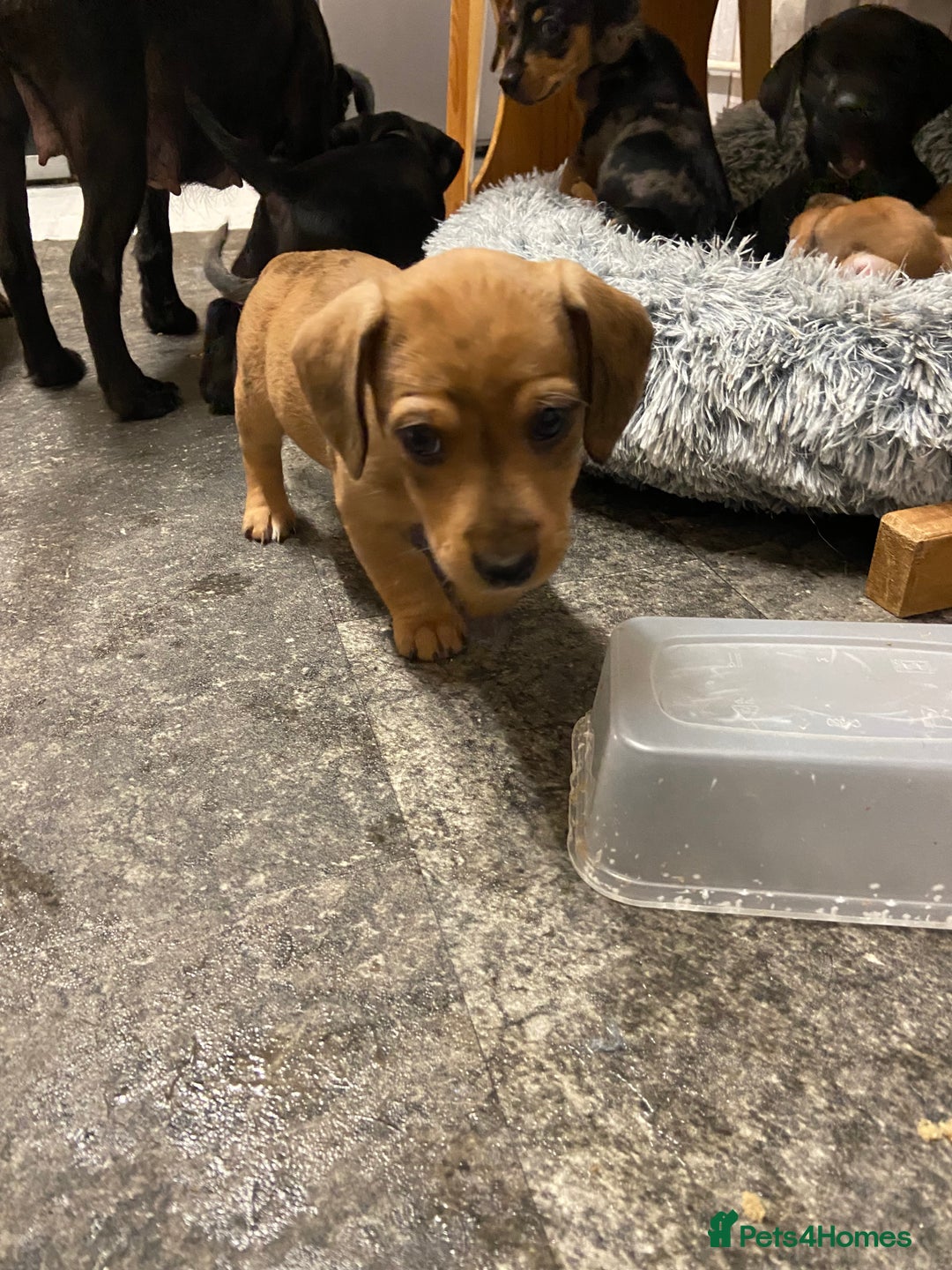 Mixed Breed dogs for sale: Dachshund cross Patterdale - Image 8