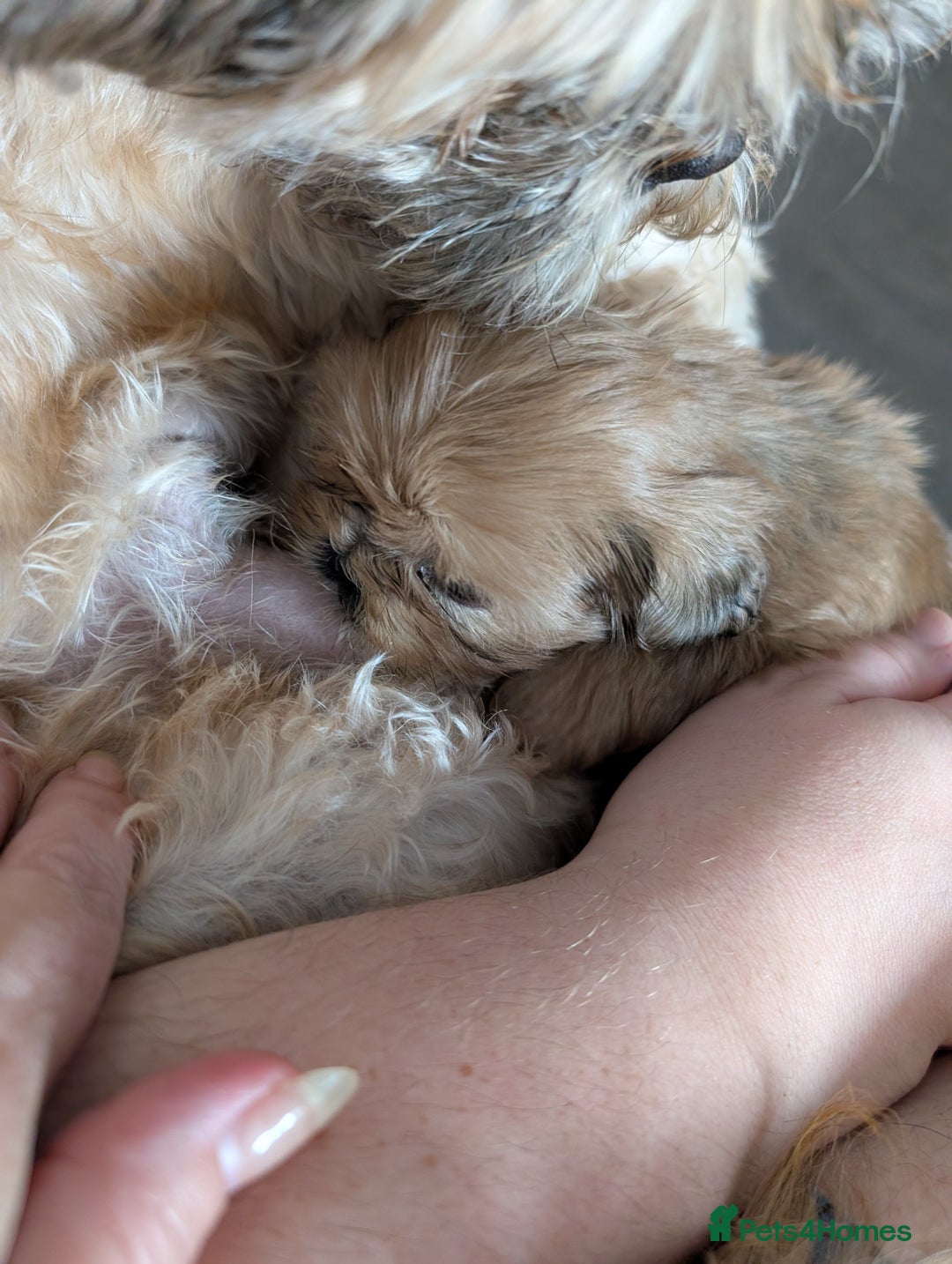 Shih Tzu dogs for sale: Adorable shih Tzu puppies  - Image 10