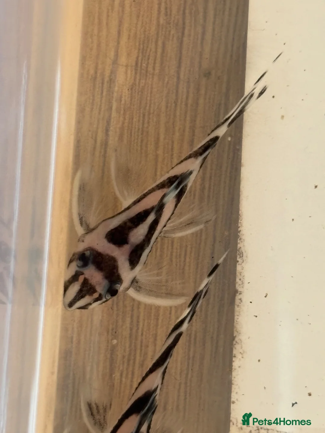 Plecos fish for sale: L046 Zebra Pleco. Young. Stunning.  - Advert 2