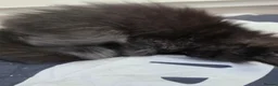 Mixed Breed cats for sale: Beautiful Fluffy Black Kittens in Uxbridge - Advert 20