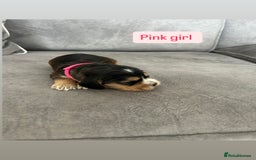 Cocker Spaniel dogs for sale: ✨show type cocker spaniel ✨ - Image 8