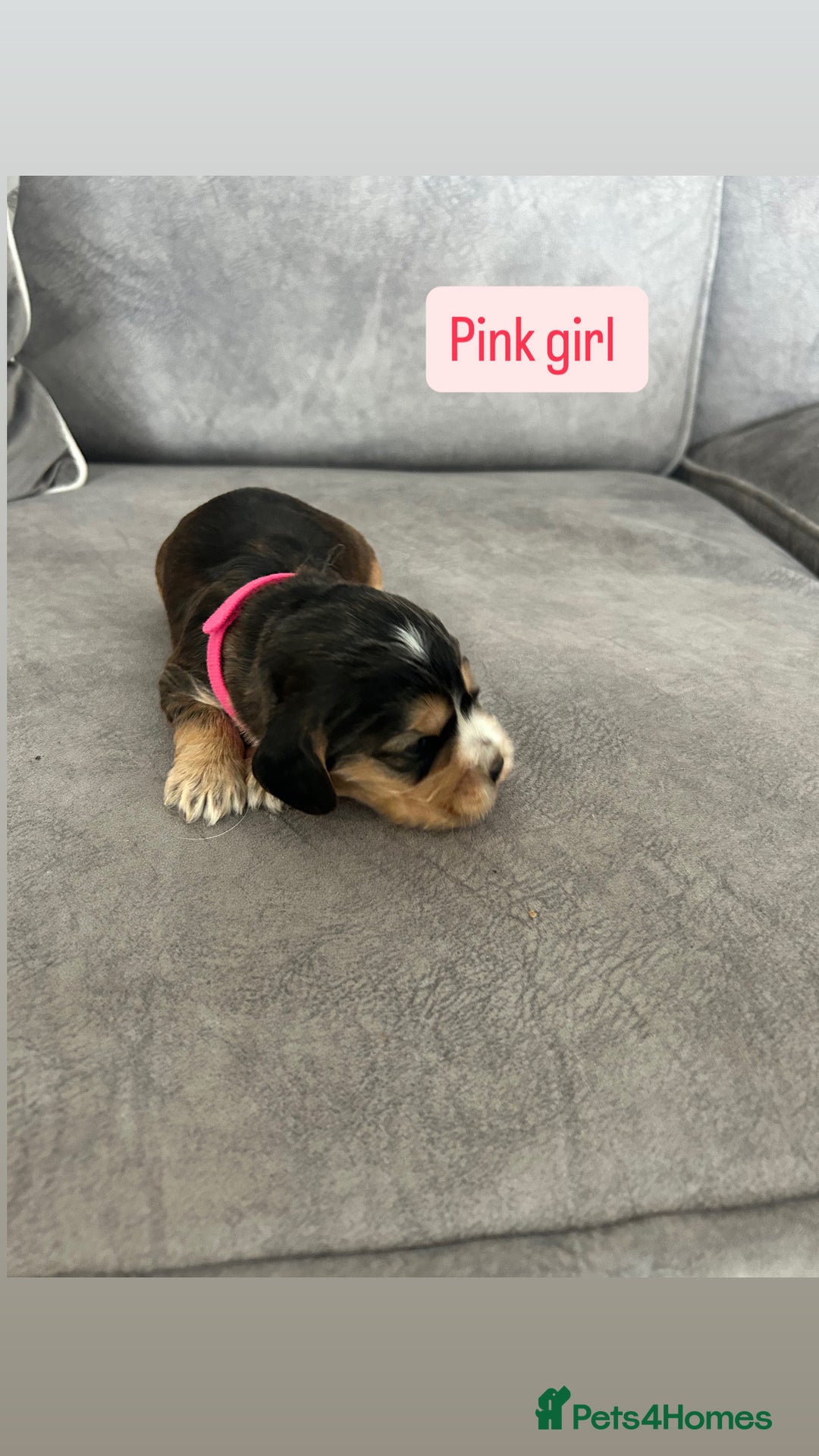 Cocker Spaniel dogs for sale: ✨show type cocker spaniel ✨ - Image 8