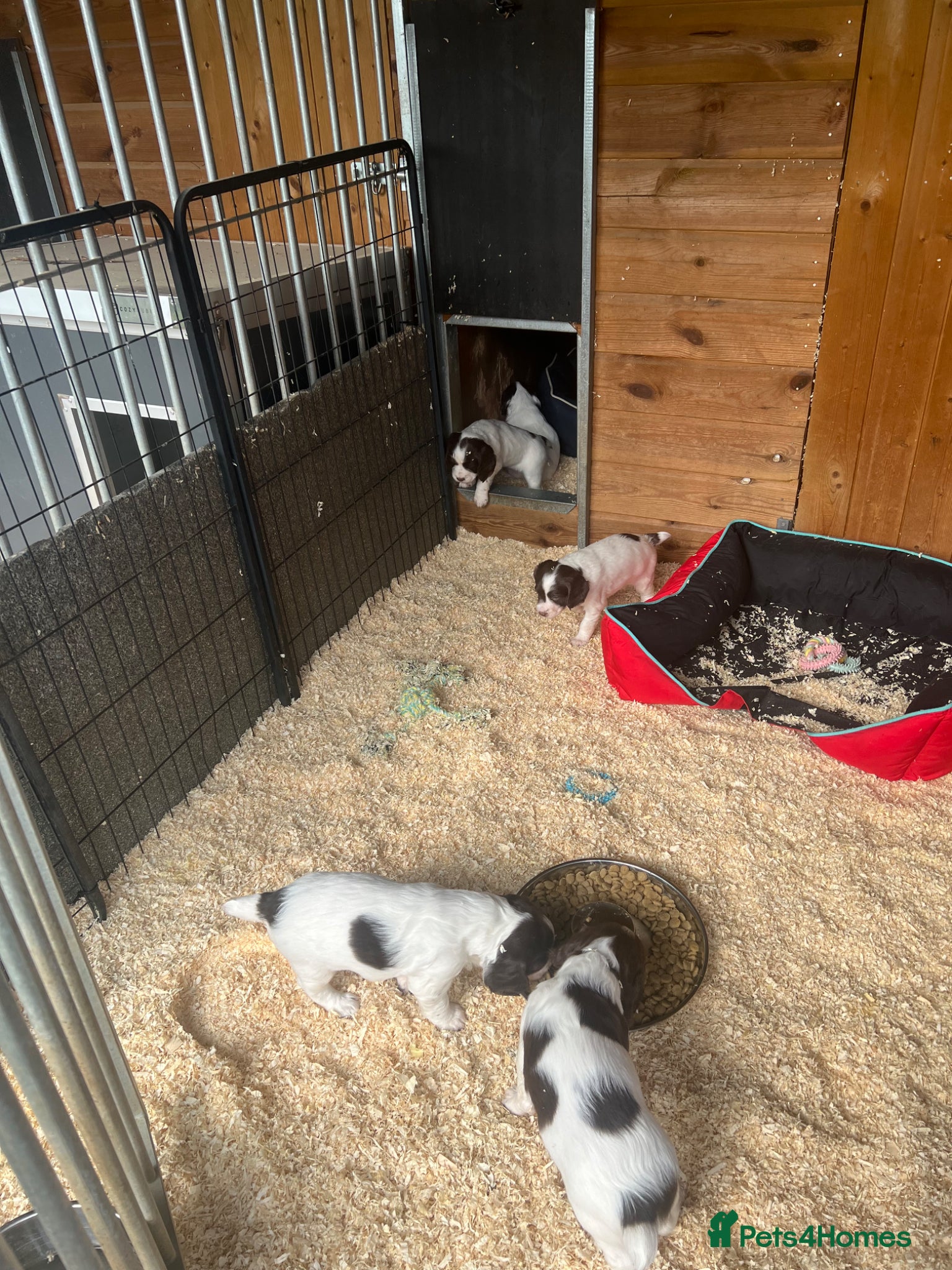 English Springer Spaniel dogs KC Springer Spaniel last Pup  - Advert 2