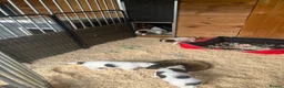 English Springer Spaniel dogs for sale: KC Springer Spaniel Pups - Advert 13