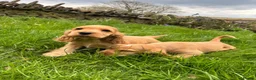 Cocker Spaniel dogs for sale: 🌟Stunning 100% show cocker kc & health tested - Advert 4