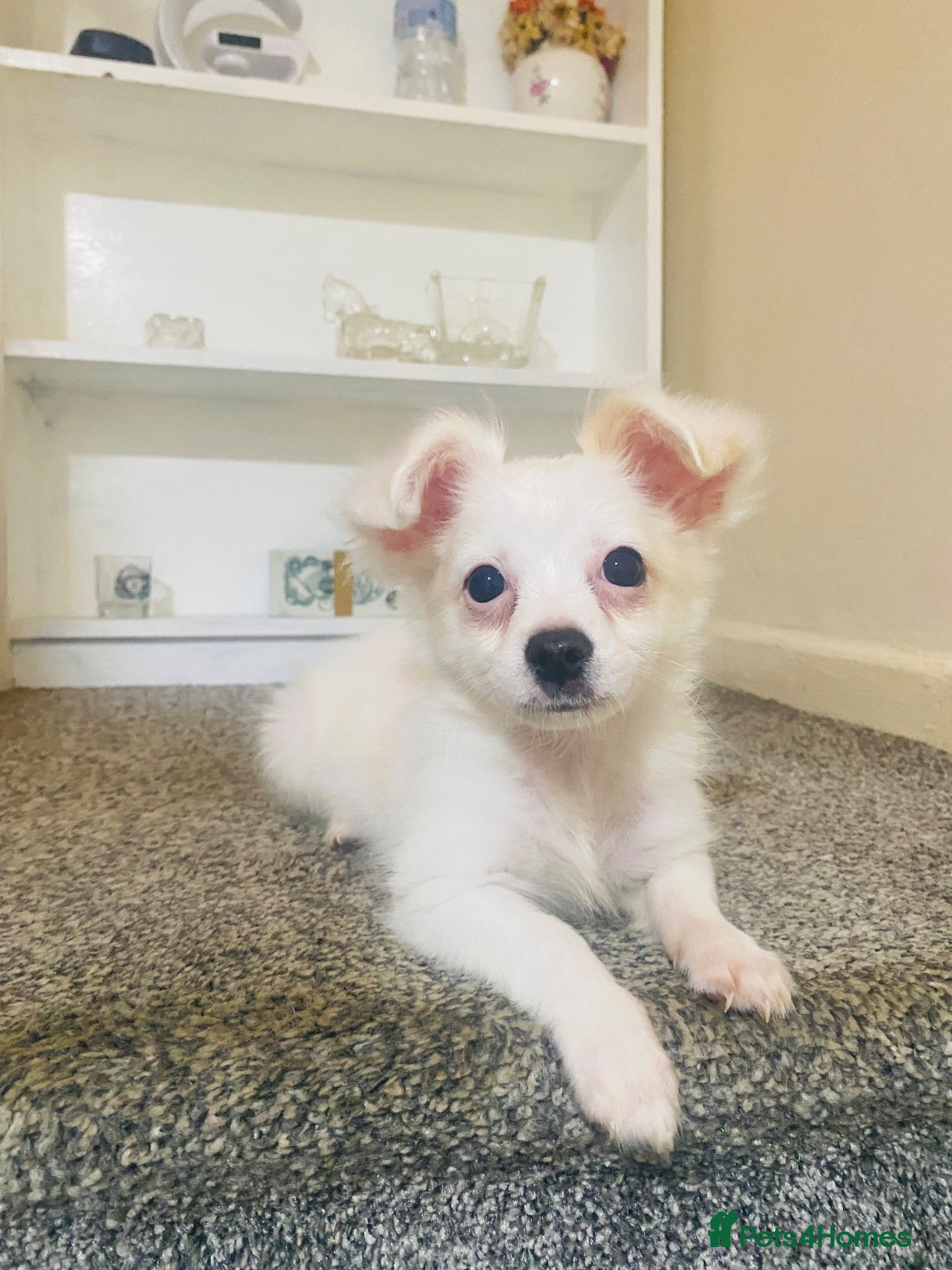 Maltese dogs Maltese Female Puppy Available Soon - Advert 3