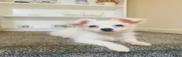 Maltese dogs for sale: Purebred Tiny Maltese Female Puppy Available Soon - Advert 4
