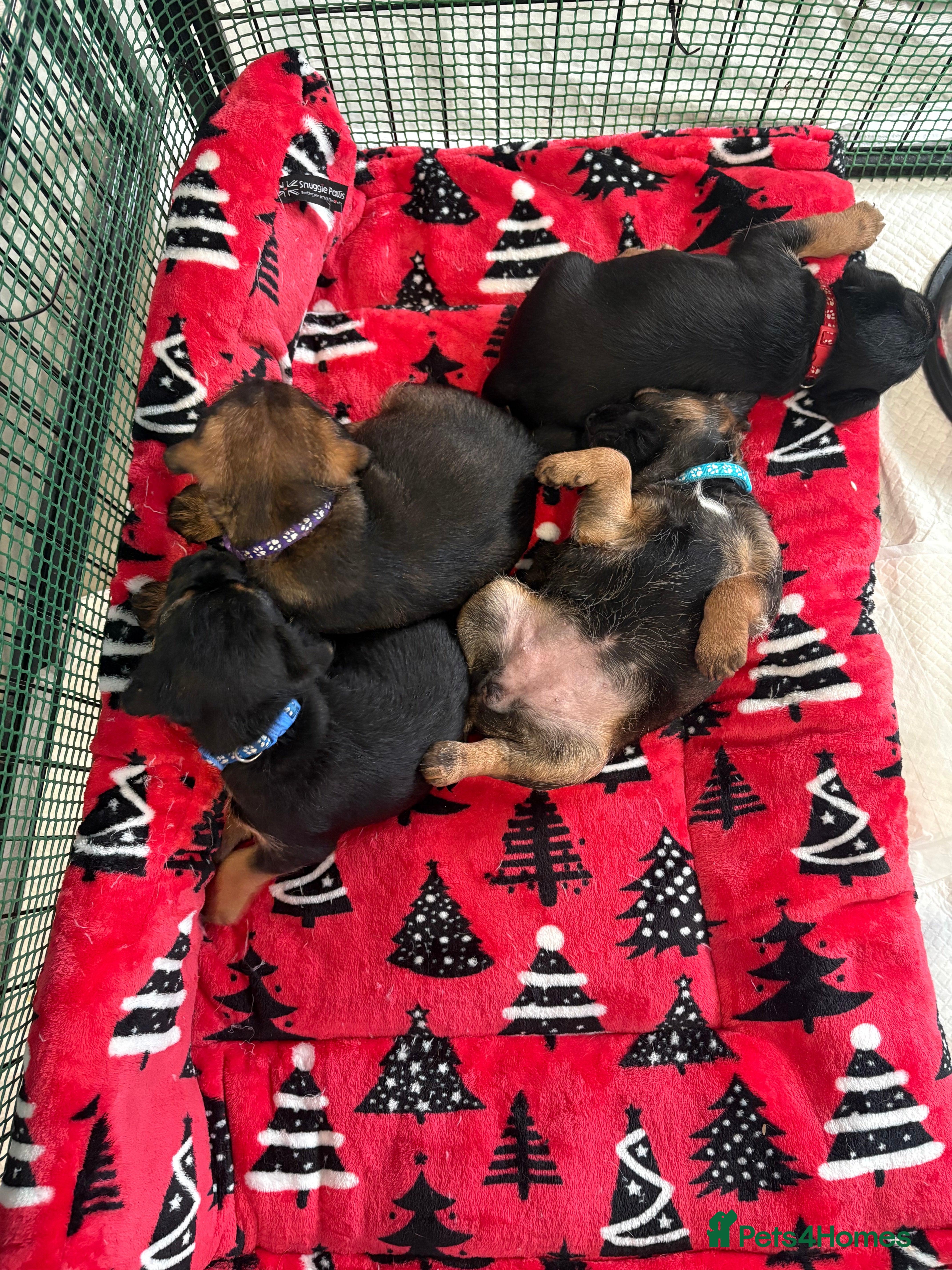 Border Terrier dogs Poppys pups! KC border terriers. Ready 4  **   - Advert 1