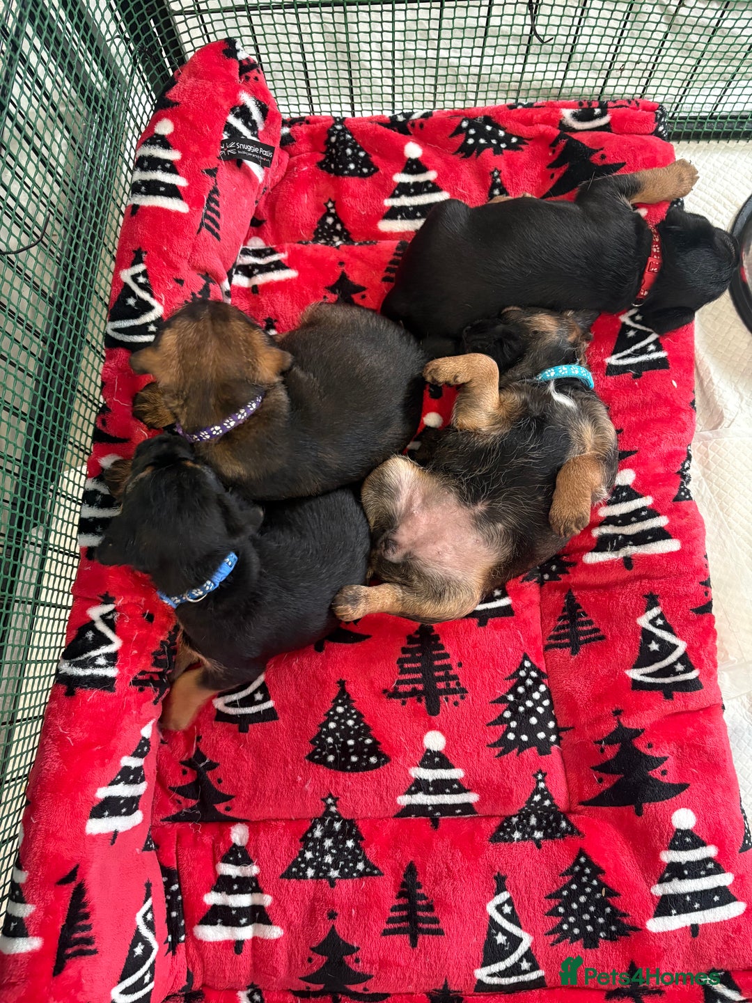 Border Terrier dogs for sale: Poppys pups! KC border terriers. Ready 4  **   - Advert 1