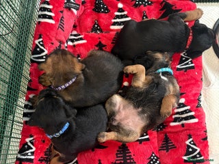 Border Terrier dogs Poppys pups! KC border terriers. Ready 4 ** - Advert 1