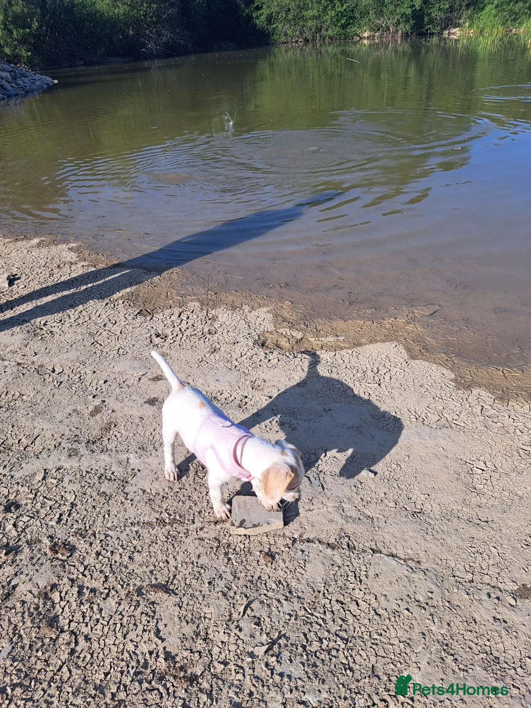 Beagle dogs for sale: Gorgeous 16 week old lemon beagle puppy  - Advert 4