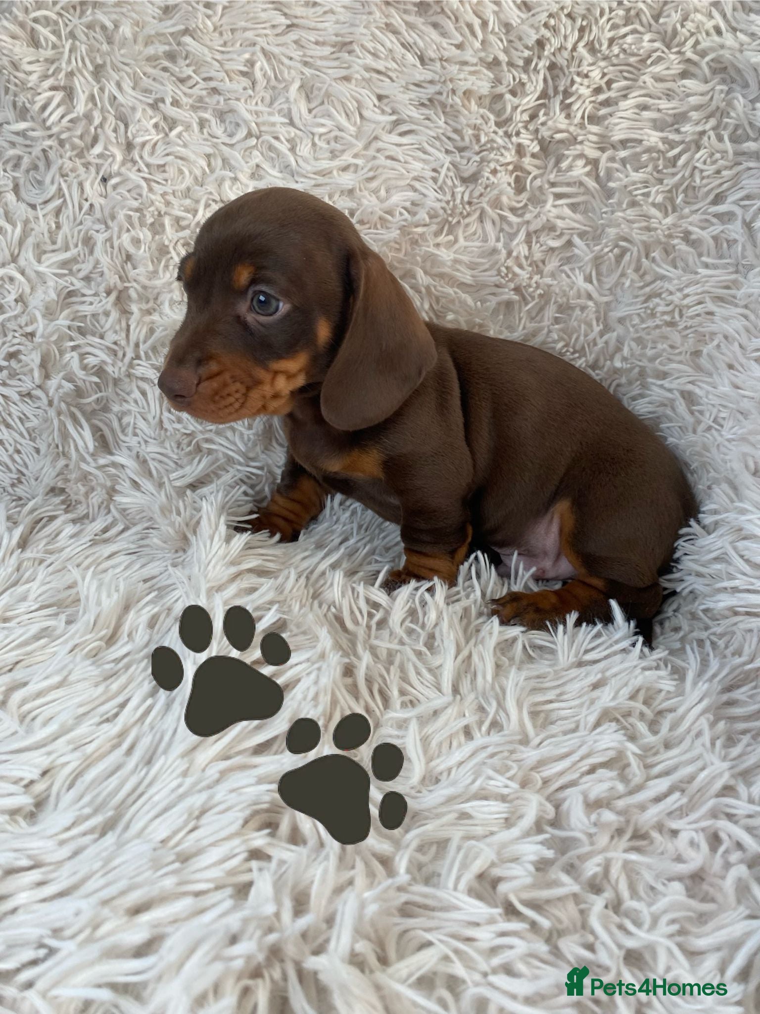 Miniature Dachshund dogs Chocolate and tan boys. - Advert 2
