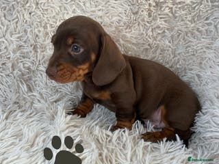 Miniature Dachshund dogs Chocolate and tan boys. - Advert 4