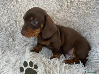 Miniature Dachshund dogs Chocolate and tan boys. - Advert 17