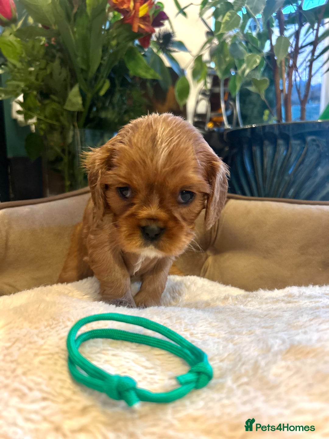 Cavalier King Charles Spaniel dogs for sale: 🫶🏻 Cavalier King Charles 🐶 - Image 4