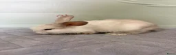 Mini Lop rabbits for sale: mini lops  - Advert 6