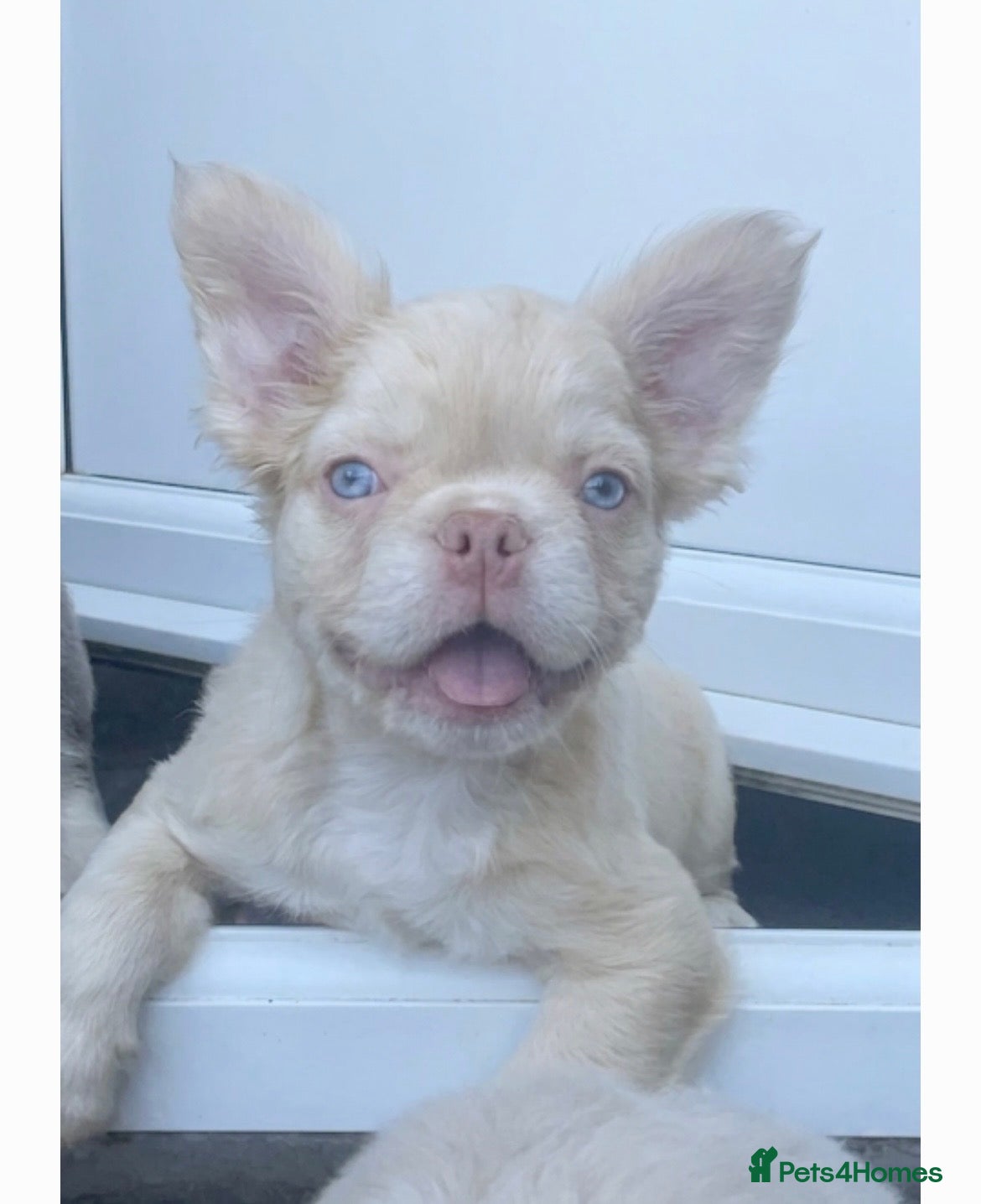 French Bulldog dogs 🔥 Male Platinum Fluffy Frenchies -Carrying PINK  - Advert 14