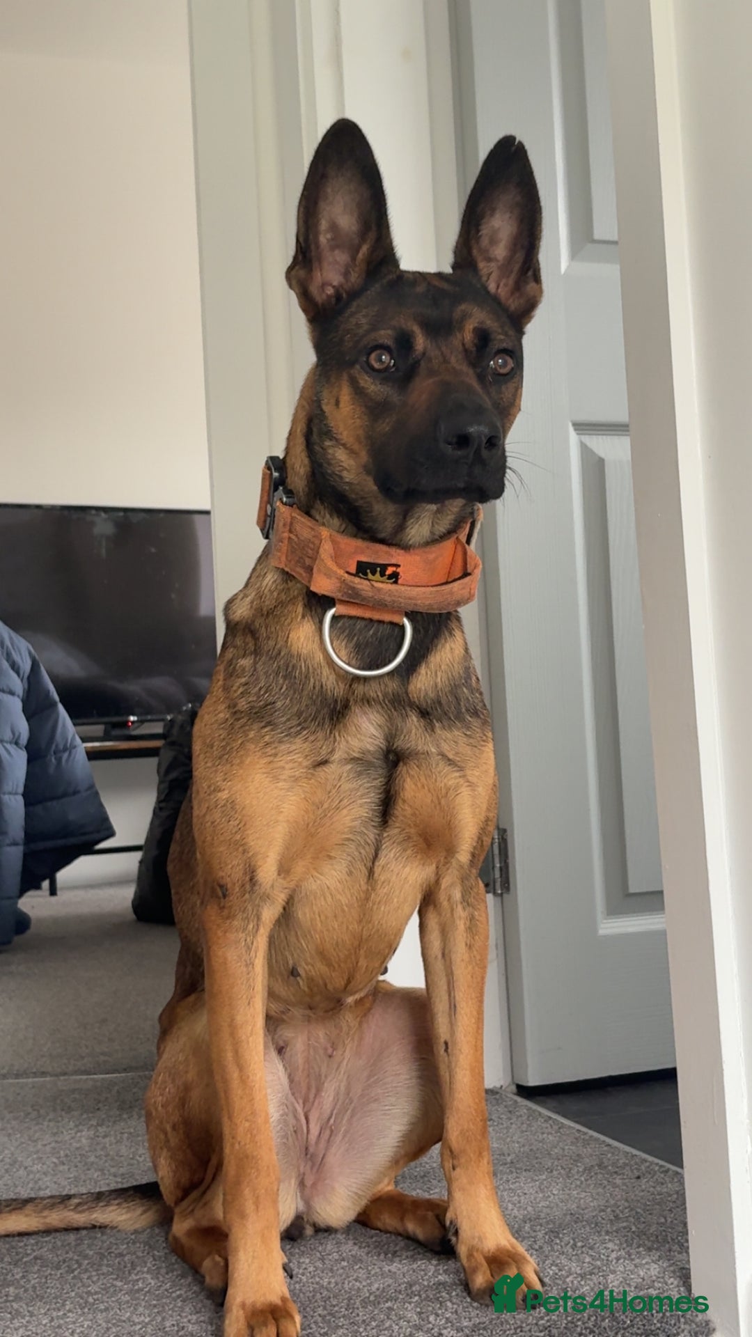 Belgian Shepherd Dog dogs for sale: Nova  - Advert 1