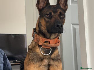 Belgian Shepherd Dog dogs Nova - Advert 1