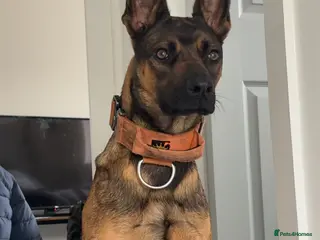 Belgian Shepherd Dog dogs Nova - Advert 16