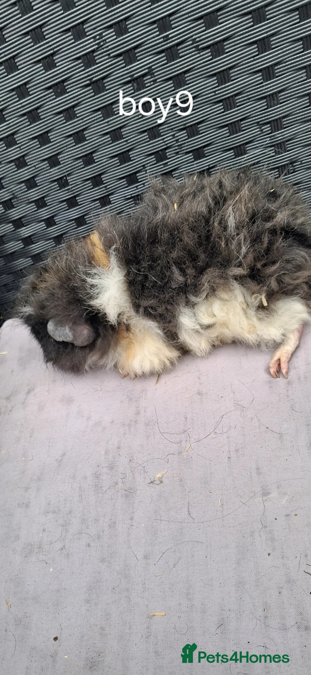 Guinea Pig rodents for sale: Baby boy guinea pigs - Advert 2