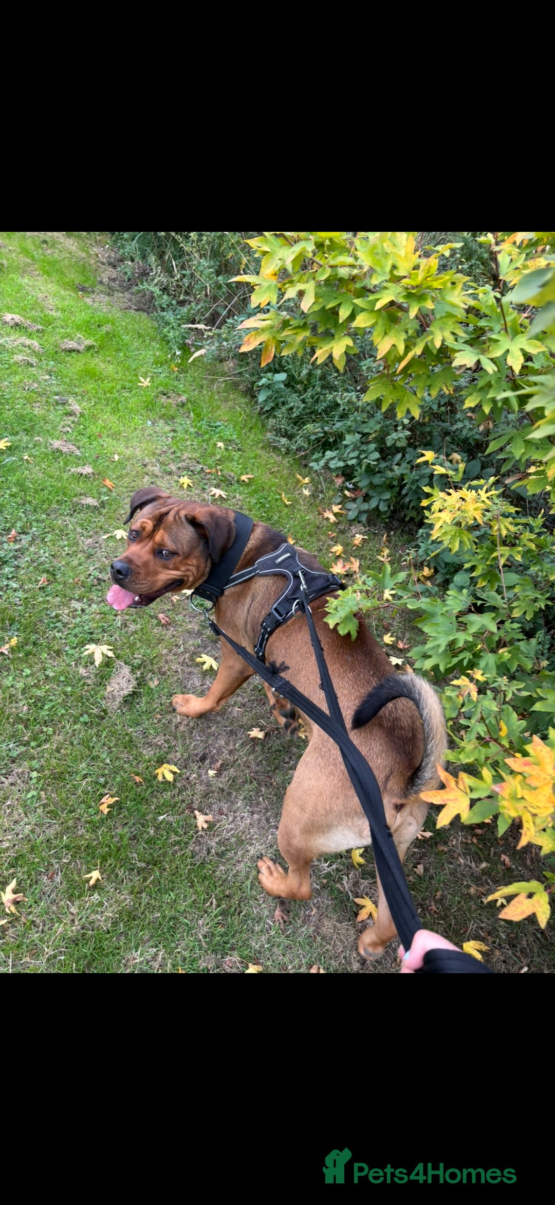 Mixed Breed dogs for sale: mastiffxrottweiler available now last 3 girls left - Advert 7