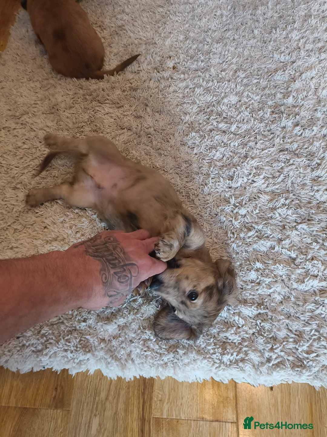 Dachshund dogs for sale: Long haired daschaunds  - Advert 5