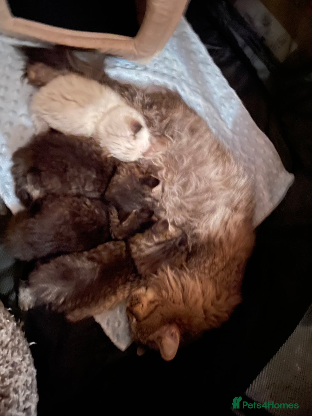 Siberian cats for sale: Ragdoll x Siberian  - Advert 1