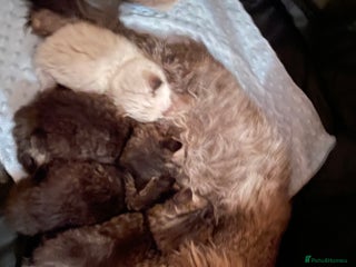 Siberian cats Ragdoll x Siberian - Advert 6