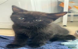 Mixed Breed cats for sale: 2 black males left  - Image 3
