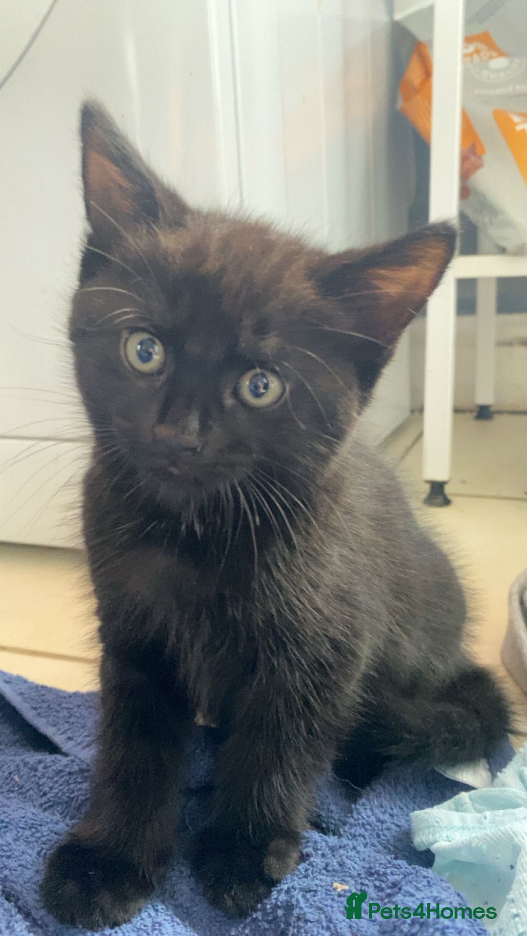 Mixed Breed cats for sale: 2 black males left  - Image 3