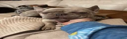 French Bulldog dogs for sale: Male French bull dog - Advert 2