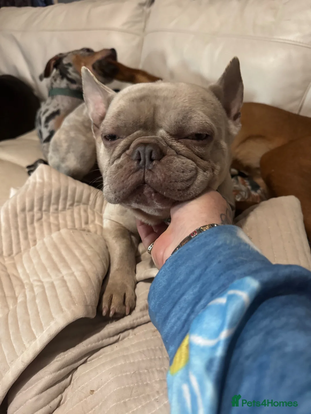 French Bulldog dogs for sale: Male French bull dog - Advert 2