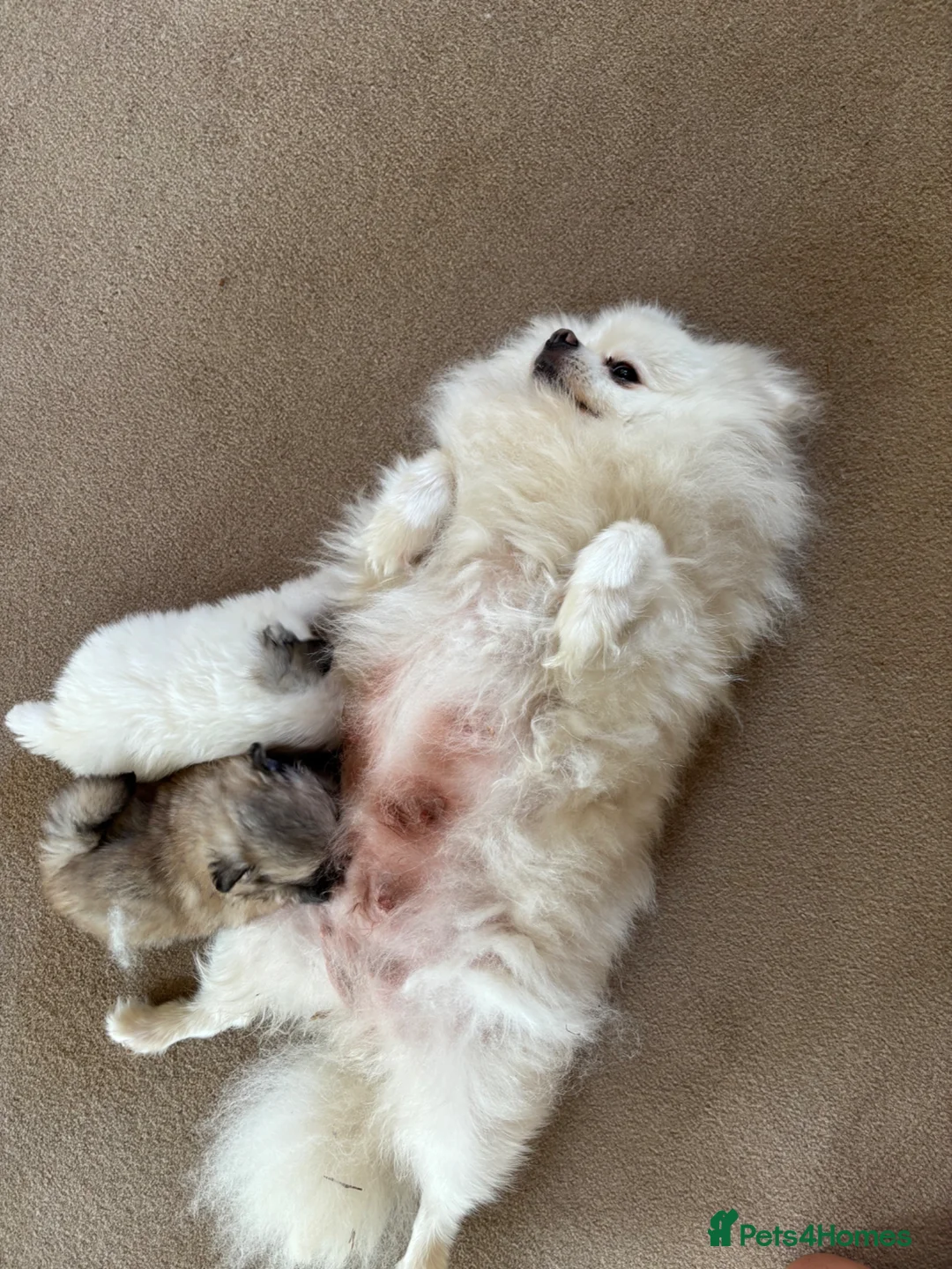 Pomeranian dogs for sale: Teddy bear face Pomeranian puppy’s  - Advert 3