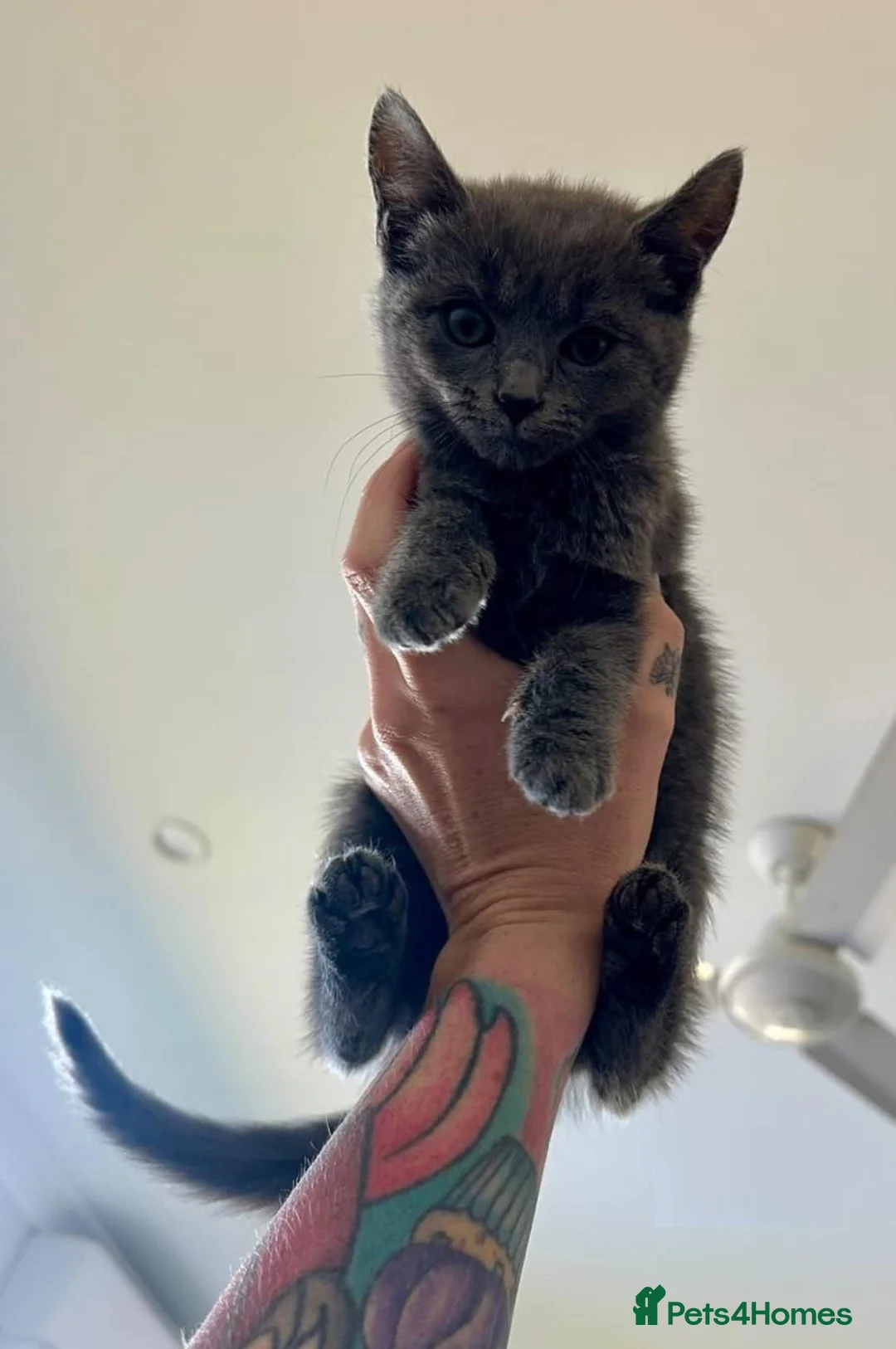 Russian Blue cats for sale: 🚻Super excited Russian👒 B kitties up to go🔵 in Orpington - Advert 1