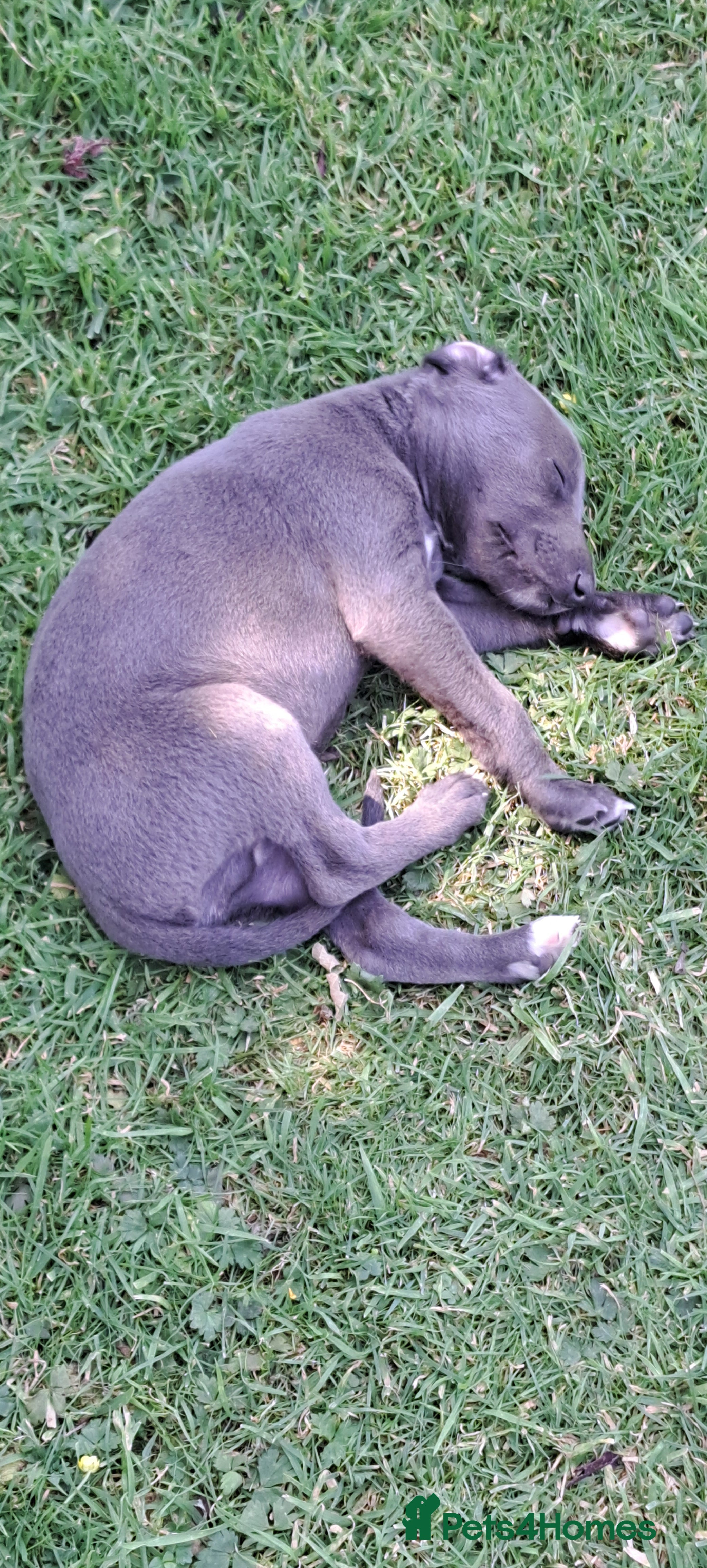 Whippet dogs Whippet puppies, Blues & blacks with white trim  - Advert 2