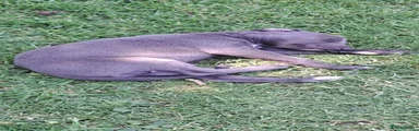Whippet 4