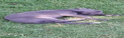 Whippet dogs for sale: Rimrock Whippets - Advert 17