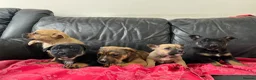 Mixed Breed dogs for sale: German shepherd x Staff litter - super friendly - Advert 3