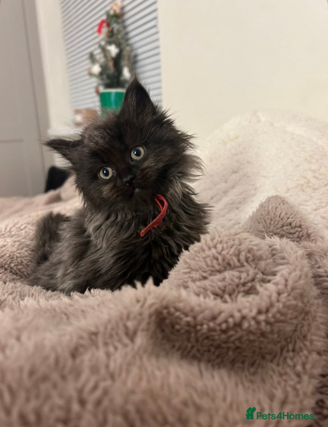 Maine Coon cats for sale: Stubbing Maine coon cubs for sale  - Advert 1