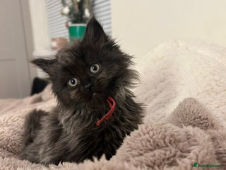 Maine Coon cats Stubbing Maine coon cubs for sale - Advert 3