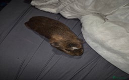 Guinea Pig rodents for sale: Guina pigs  - Image 3