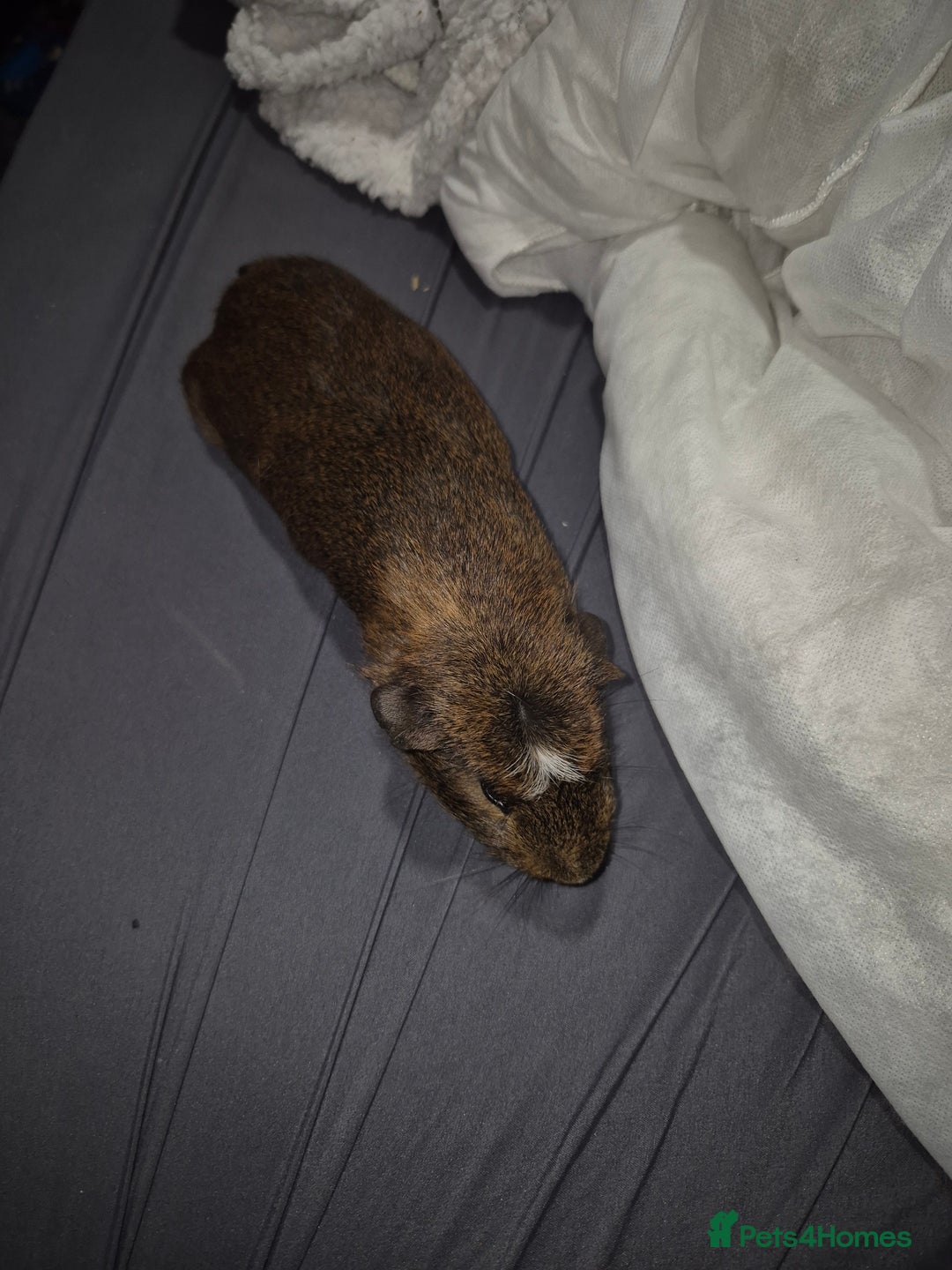 Guinea Pig rodents for sale: Guina pigs  - Image 3