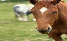 American Quarter horses for sale: 2021 Quarter Horse Mare for Sale - Image 3