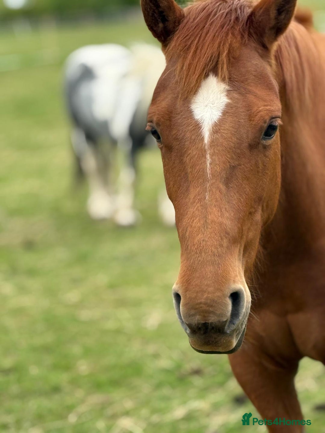 American Quarter horses for sale: 2021 Quarter Horse Mare for Sale - Image 3